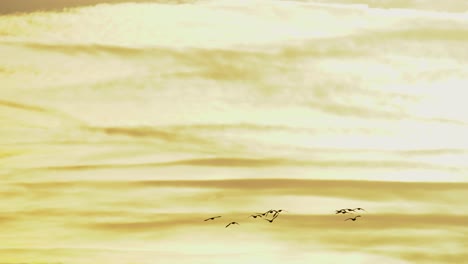 bandada de gansos volando sobre un fondo de cielo naranja