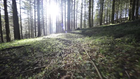 Blick-Auf-Den-Wald-In-Bodennähe