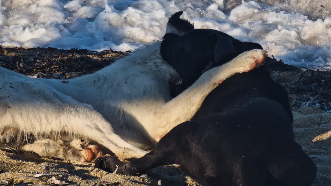 Couple of Dogs Fighting and Having Fun at Beach on Golden Hour Sunlight, Slow Motion