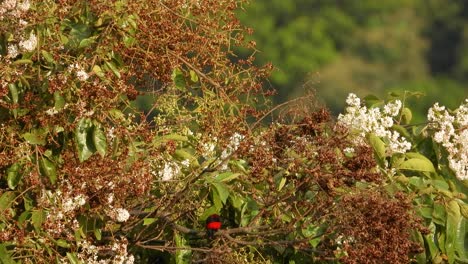 Pájaro-Tangara-De-Lomo-Carmesí-Posado-En-Un-árbol-En-Flor-Durante-El-Día-Soleado-En-Colombia