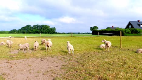 flock of sheep is enjoying life in the fold on a field in sweden