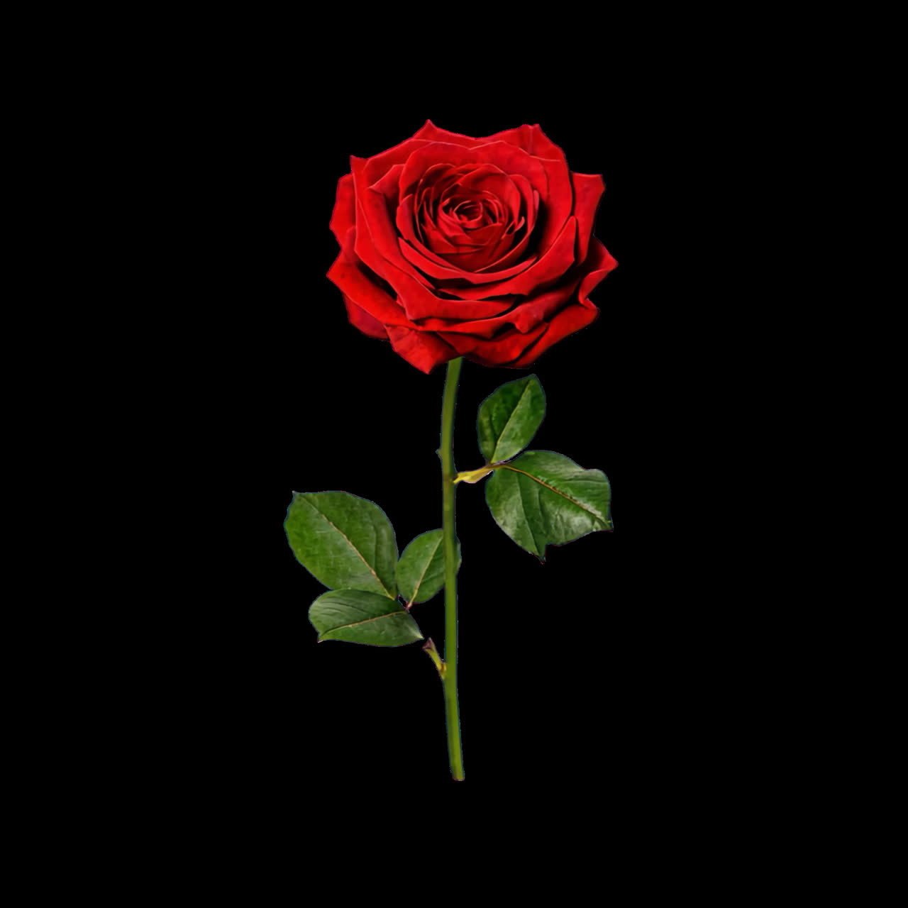 Risorsa animata di rosa rossa brillante isolata, video 4K trasparente, canale alfa, ProRes 4444