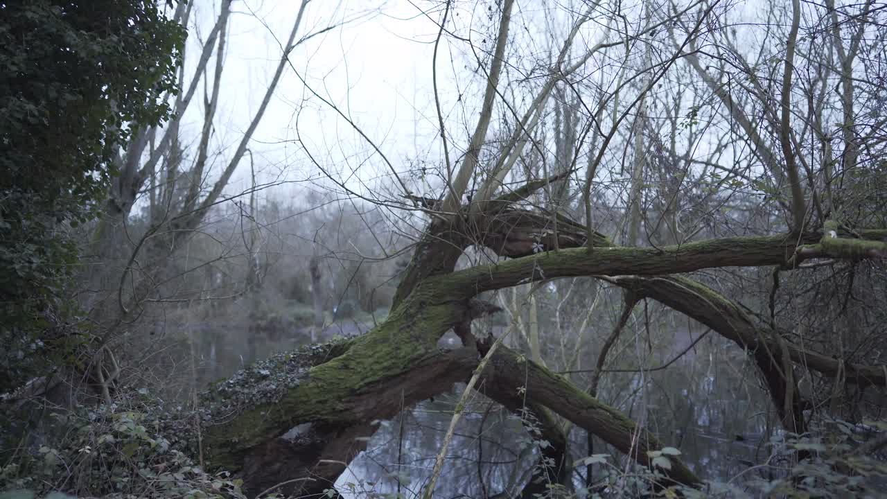 Tree without leaves and covered by moss in the forest of cambridgeshire england uk with a small lake behind