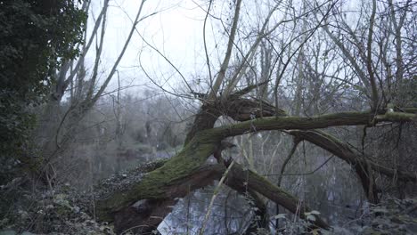 árbol-Sin-Hojas-Y-Cubierto-De-Musgo-En-El-Bosque-De-Cambridgeshire-Inglaterra-Reino-Unido-Con-Un-Pequeño-Lago-Detrás