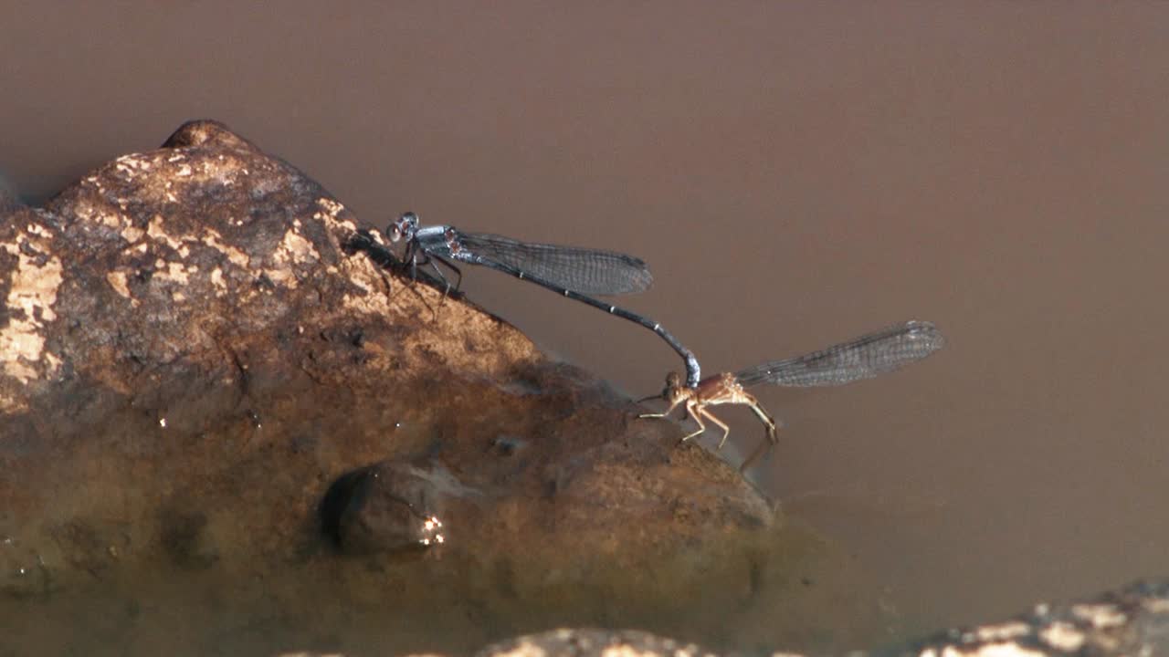 las libélulas se aparean en el agua