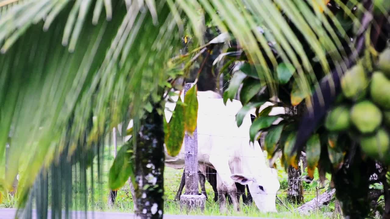 Multiple cows on a small central American farm during overcast afternoon. Green season in Costa Rica with blurred out Coconut tree in foreground while white skinny cow is feeding on green fresh gras
