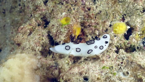 A-colorful-sea-slug-underwater