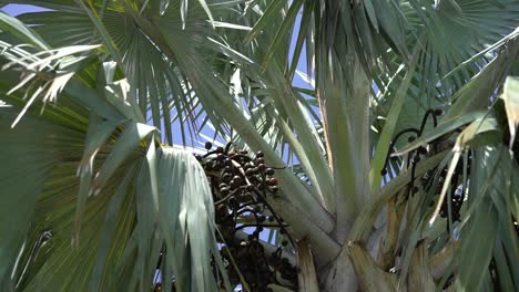 mirando hacia arriba el tronco de la palmera exótica y las hojas cerca contra el cielo azul