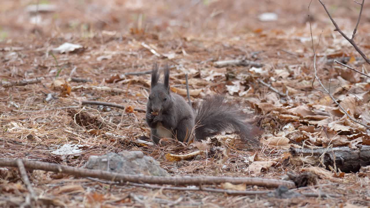 ardilla gris comiendo y buscando nueces de pino caídas en el suelo en un bosque salvaje
