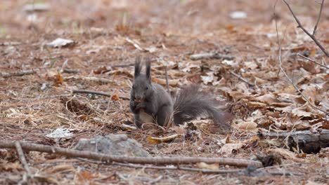 Ardilla-Gris-Comiendo-Y-Buscando-Nueces-De-Pino-Caídas-En-El-Suelo-En-Un-Bosque-Salvaje