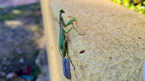 an egg-laying green mantis on a garden wall