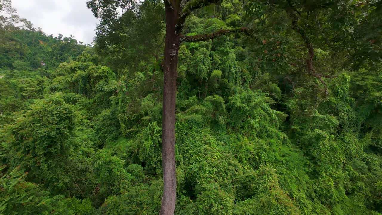 Aerial drone shot flying through tall trees and over dense green mountain jungles near Sangkhla in Thailand