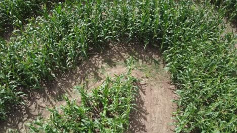 fotografía aérea de un campo de maíz con filas