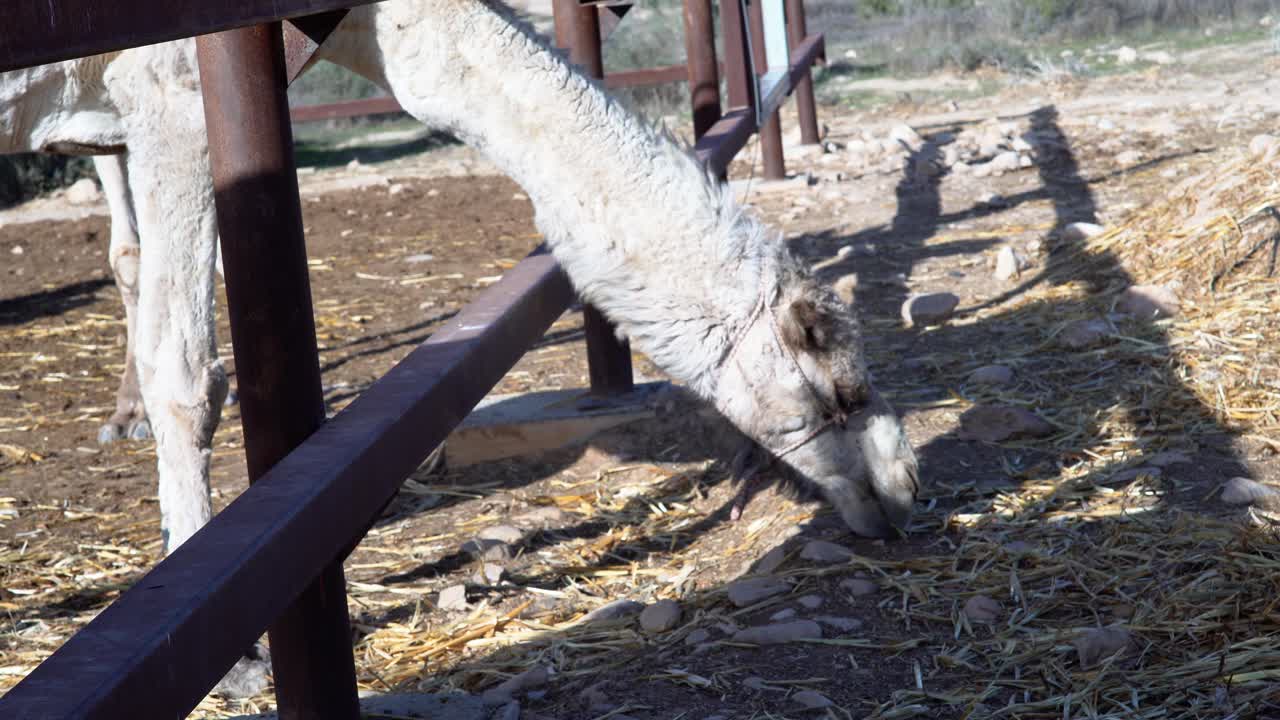 낙타 머리를 닫고 사막의 땅에서 밀을 먹습니다.