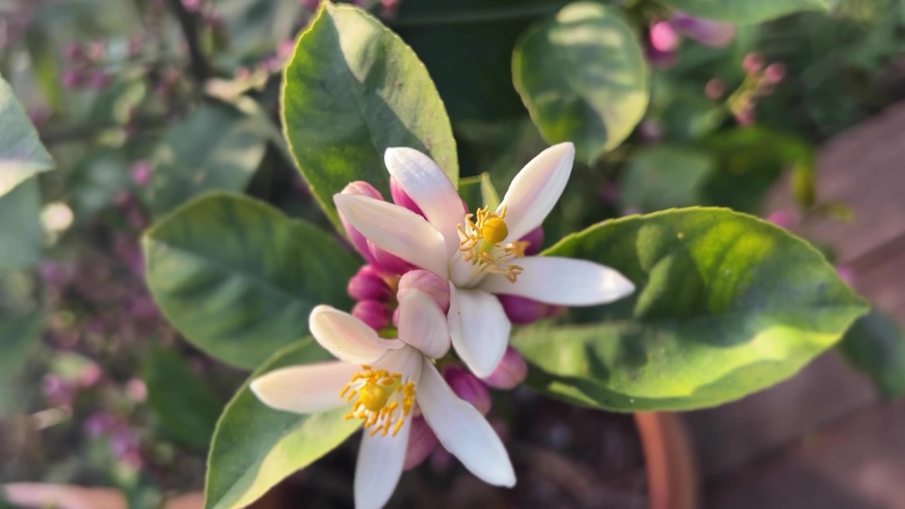 Nahaufnahme einer blühenden Zitrusblüte mit sanftem Sonnenlicht und geringer Tiefenschärfe. Zarte weiße Blütenblätter und grüne Blätter schaffen eine friedliche Frühlingsgartenatmosphäre.