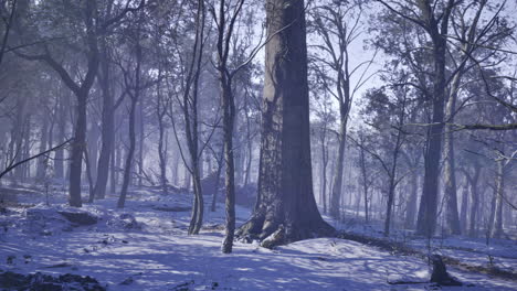 winter serenity envelops a mystical forest at dawns break