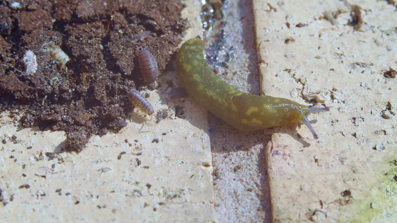 Close-up of a Green Slug and Pill Bugs on a Stone Surface