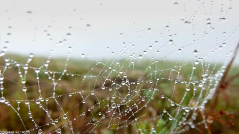 morning dew on spider net
