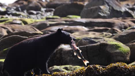 El-Oso-Negro-Encuentra-Un-Salmón-Y-Lo-Lleva-A-Las-Rocas-Cubiertas-De-Algas