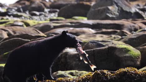el oso negro encuentra un salmón y lo lleva a las rocas cubiertas de algas