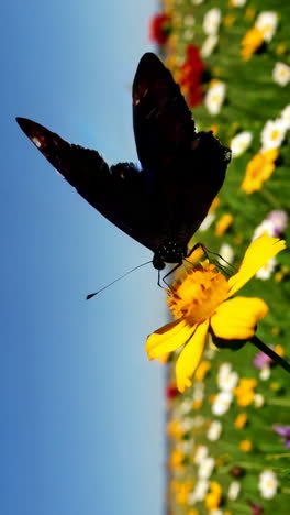 Black Butterfly on a Yellow Flower