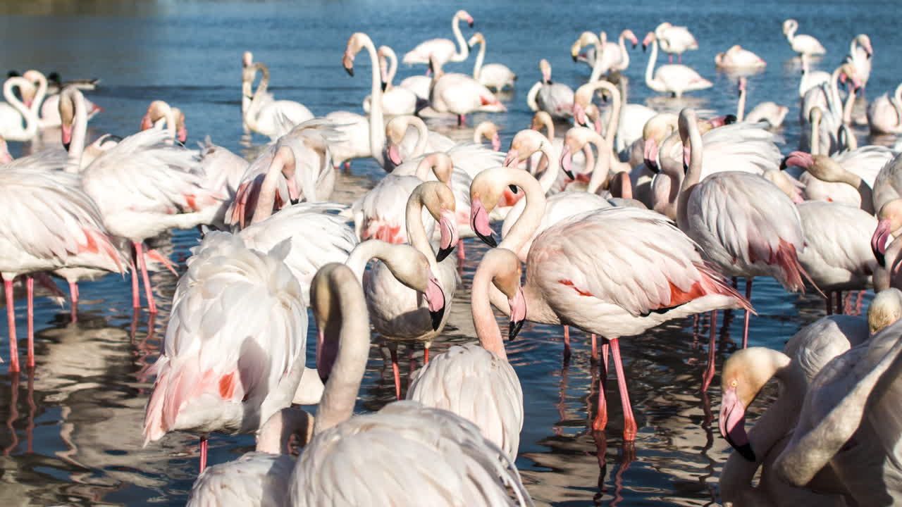 플라밍고 키네 4k 37