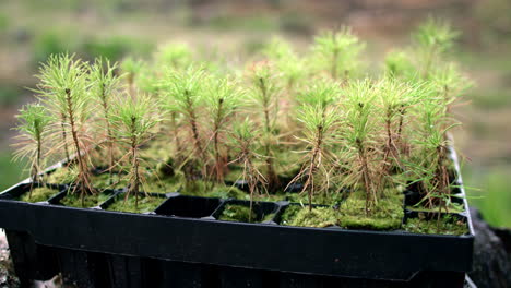 main humaine prenant des semis de pin avec du sol et des racines d'un pot en plastique