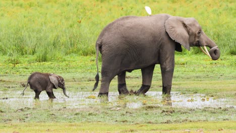 african elephant mother along with its very small calf walking through water with a egret on its back in amboseli