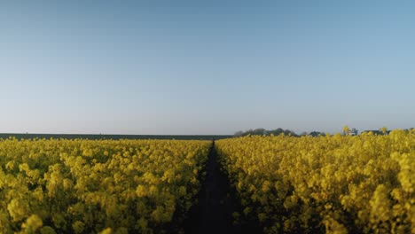 static wide shot showing wide path between golden rape field in nature during beautiful summer day with blue sky