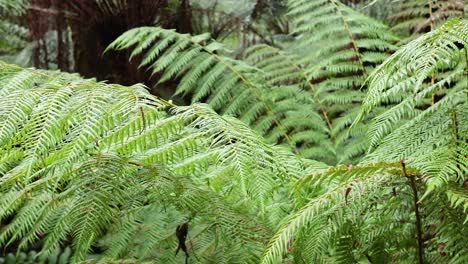 green ferns in a dense rainforest setting