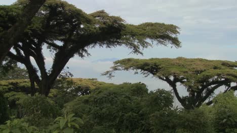 árboles de acacia crecen en las laderas del cráter nrorongoro en tanzania