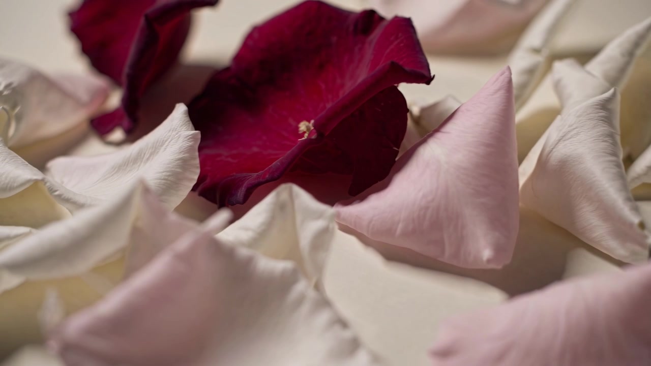Primo piano di petali di rosa sparsi su una superficie bianca