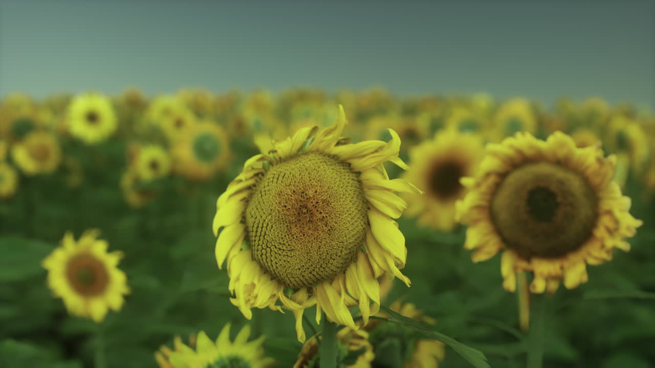 여름에 해가 지는 때 노란색  ⁇ 꽃이 있는  ⁇ .