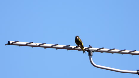 vista de verderón oriental descansando sobre una antena durante el día - cerrar