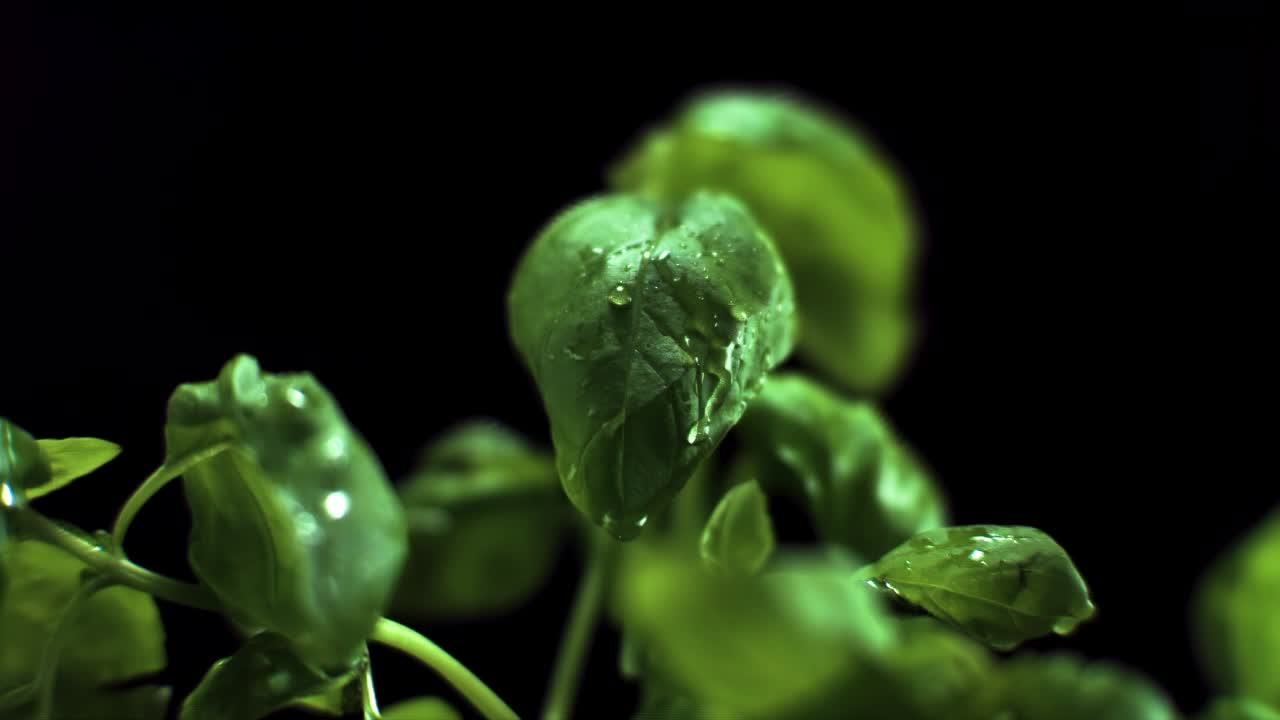 super cámara lenta de gotas de agua cayendo en albahaca fresca a 1000 fps