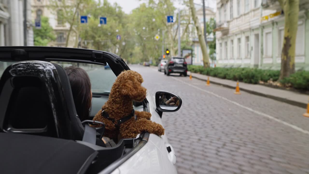 Una donna guida una decappottabile con un cane sul sedile del passeggero.