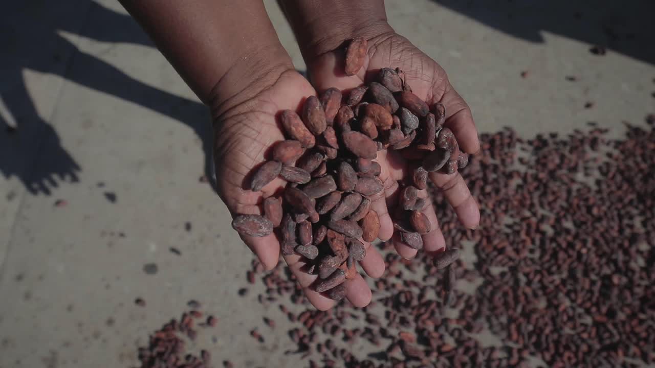 Dried natural cocoa beans falling from the hands of a black person