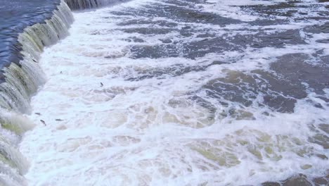 Bream-fishes-jumping-against-waterfall-rapid-current-in-European-river,-forward