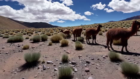 alpacas in the andes mountains