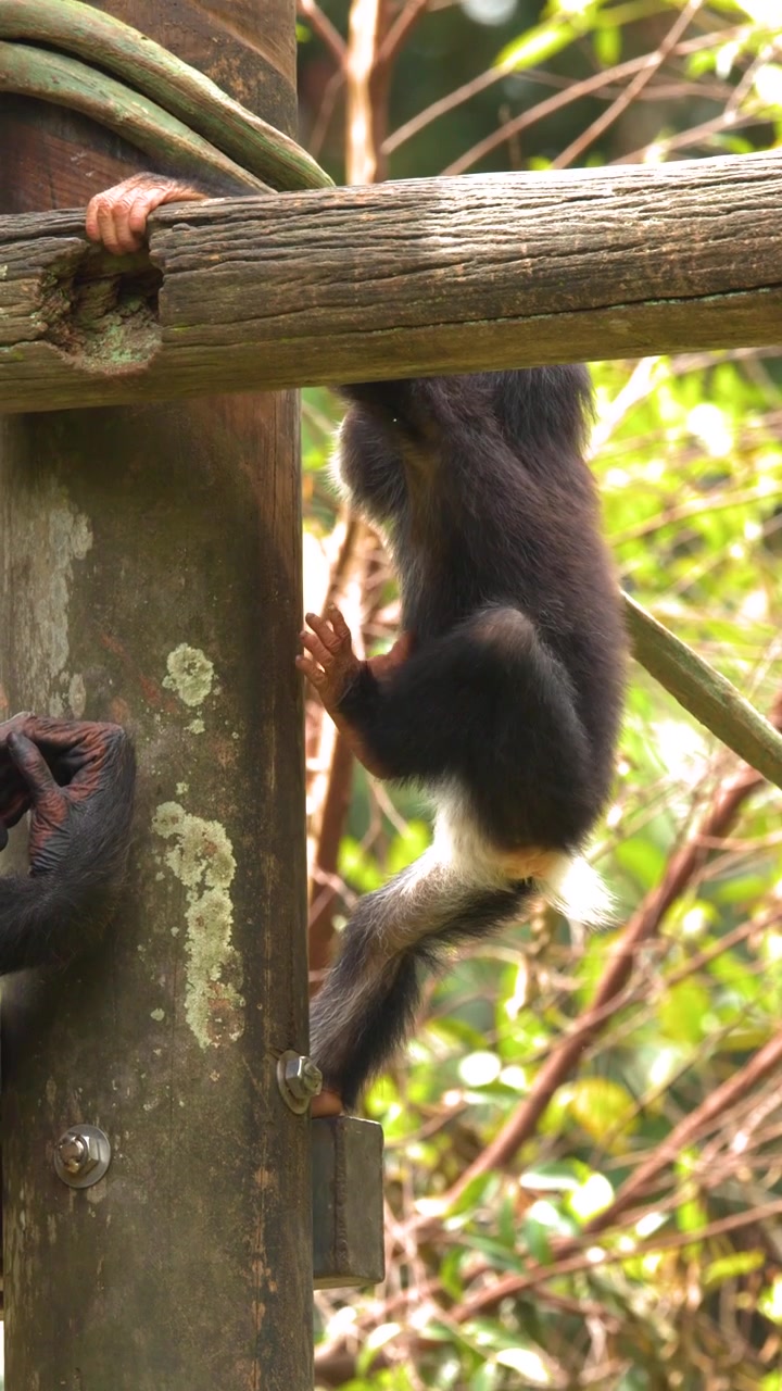 Un cucciolo di scimpanzé si arrampica su pali e travi di legno all'interno di un recinto luminoso e soleggiato nella giungla tropicale.