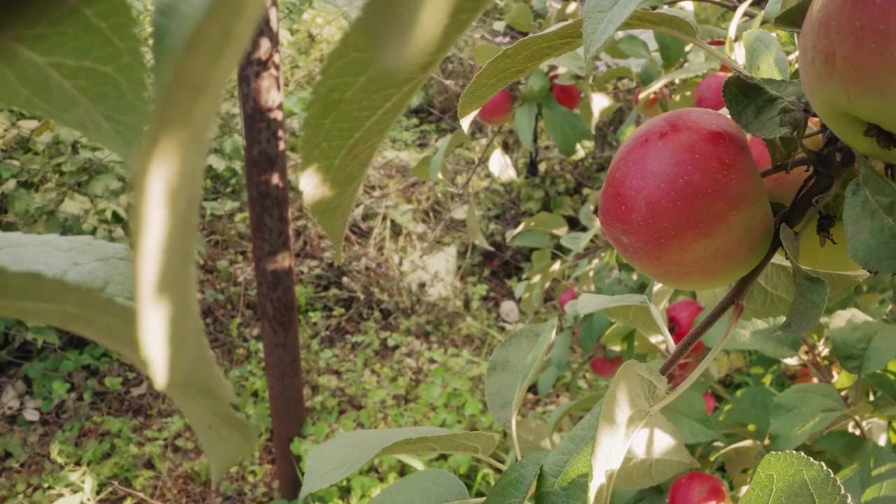 Manzanas rojas frescas colgando de la rama de un árbol bajo la luz del sol
