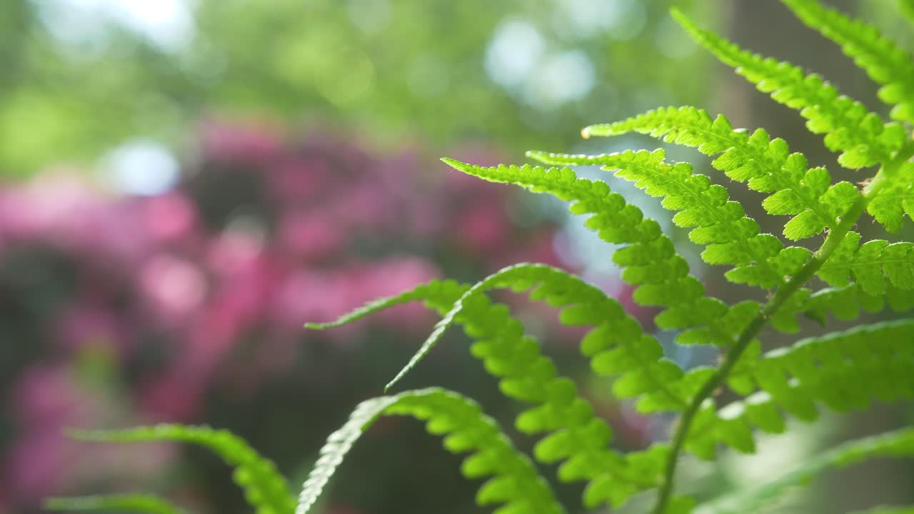 Farc focus japanese garden idylle.