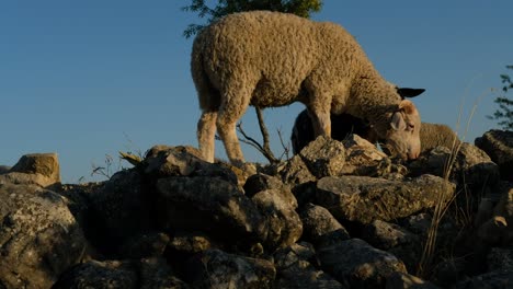 campo de pastoreo de ovejas
