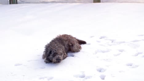 funny dog playing and jumping
