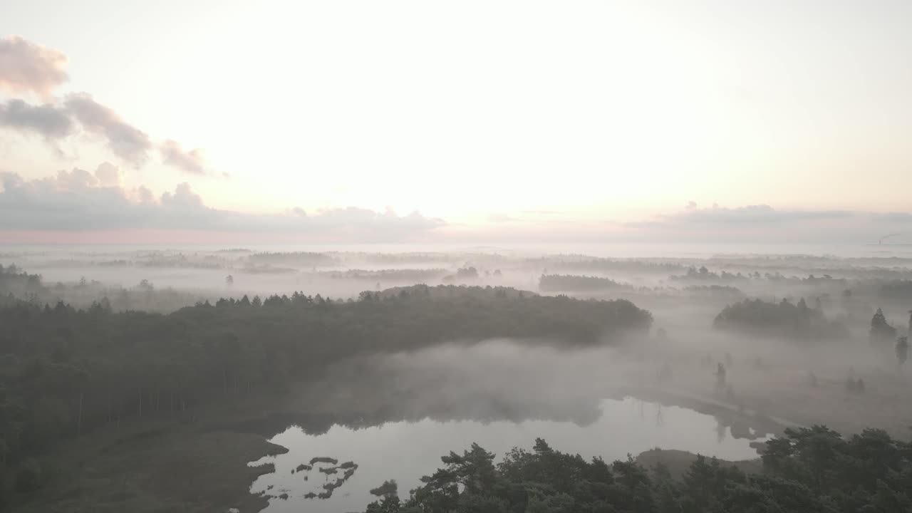 숲 위의 안개가 가득한 해가 뜨는 것