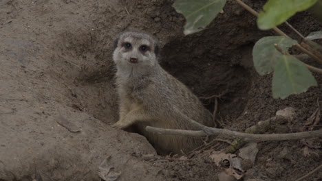 linda suricata saliendo con cuidado de la madriguera y mirando a la cámara