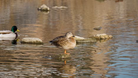 Weibliche-Stockente,-Die-Auf-Einem-Bein-Auf-Einem-Stein-Steht,-Der-Aus-Dem-Wasser-Ragt,-Während-Das-Männchen-Im-Flachen-Bach-Schwimmt,-Zwei-Wildenten-Bei-Sonnenuntergang