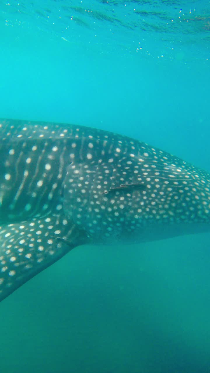 primer plano de la cabeza de un tiburón ballena en peligro de extinción nadando en el océano