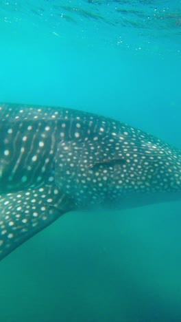 closeup of head of endangered whale shark swimming in the ocean