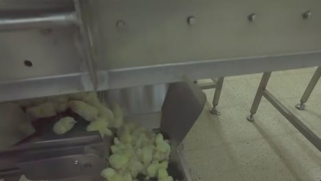 a chick production line in a hatchery factory intended for large henhouses